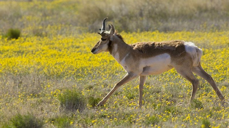 Sonoran Pronghorn