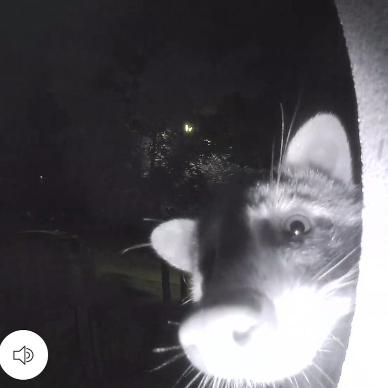 The Curious Raccoon