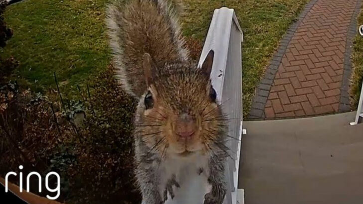 It Rang the Doorbell—Then Vanished: 7 Bizarre Animal Encounters Caught on Door Cam