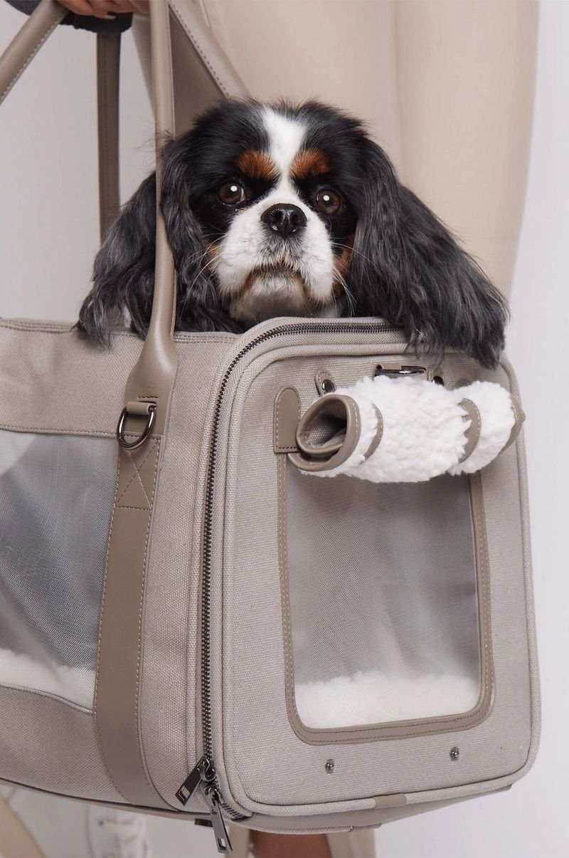 Japanese Chin