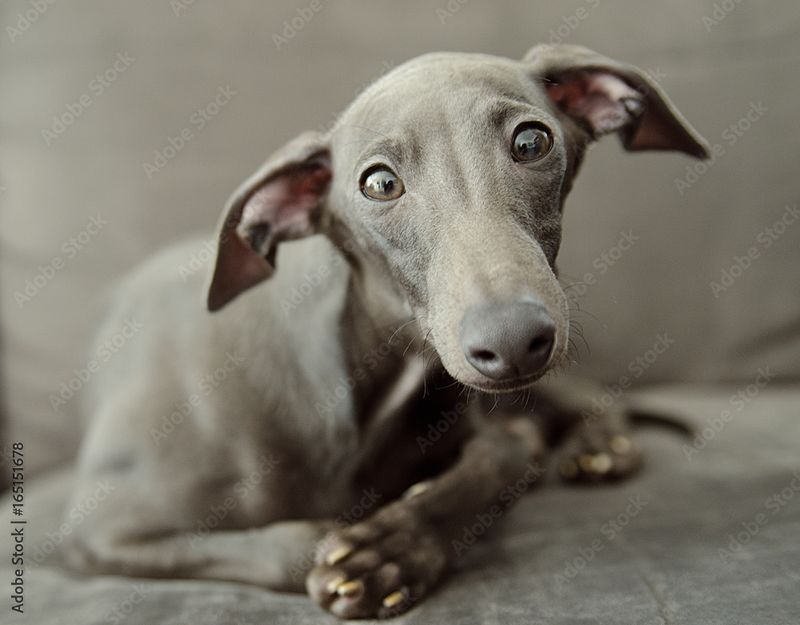 Italian Greyhound