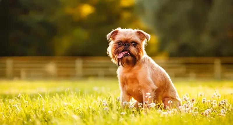 Brussels Griffon