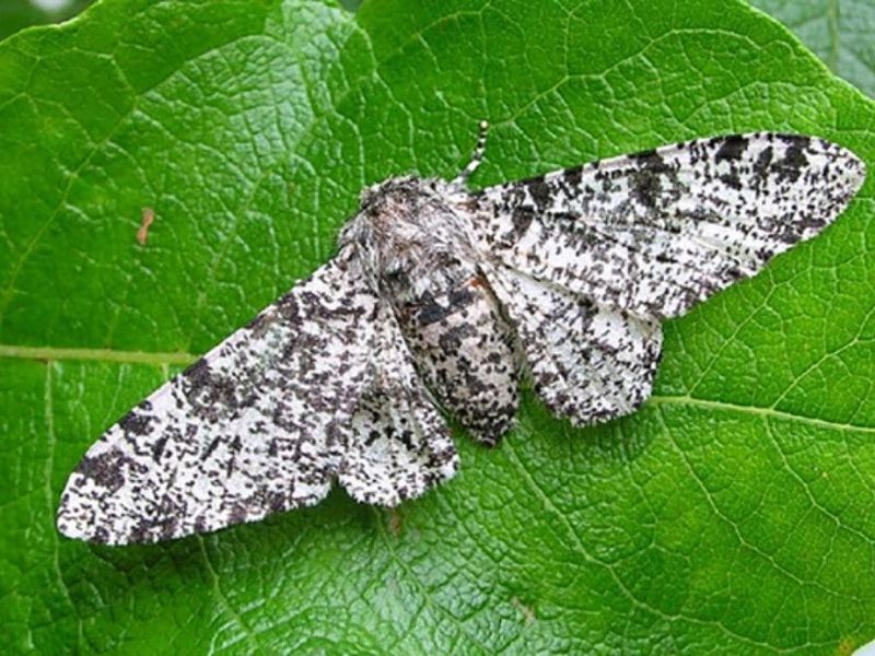 Peppered Moth