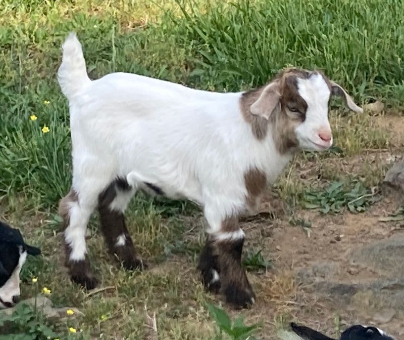 Myotonic (Fainting) Goats