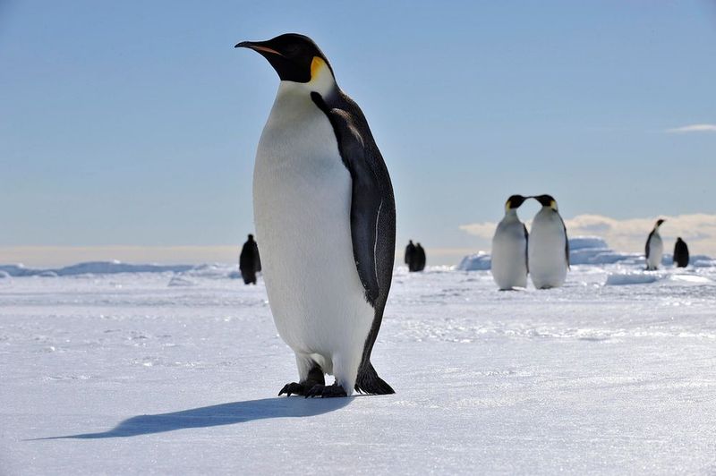 Emperor Penguin