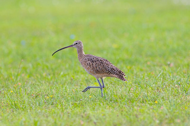 Eskimo Curlew