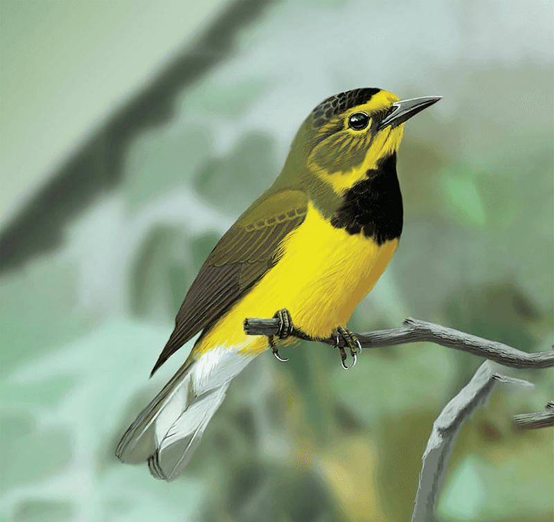 Bachman's Warbler