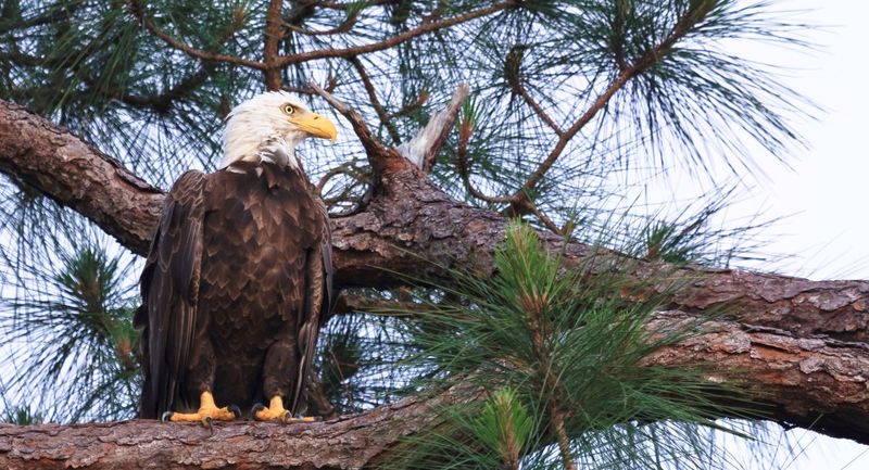 Bald Eagle