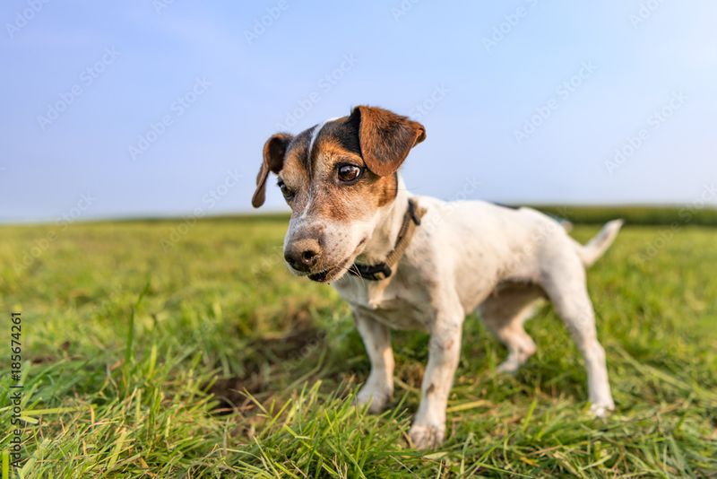 Jack Russell Terrier
