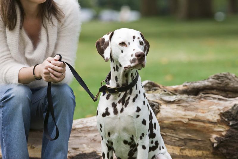 Dalmatian