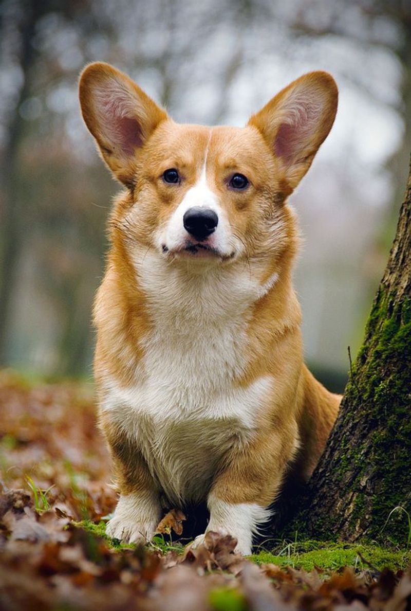 Pembroke Welsh Corgi