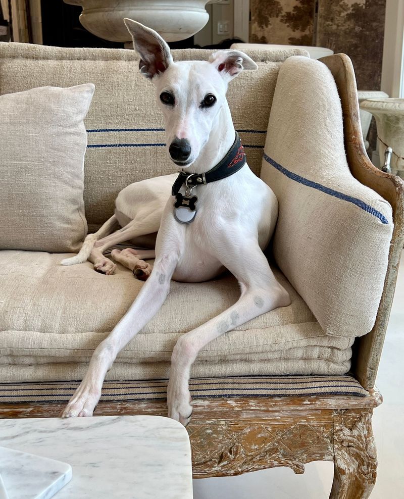 Whippet
