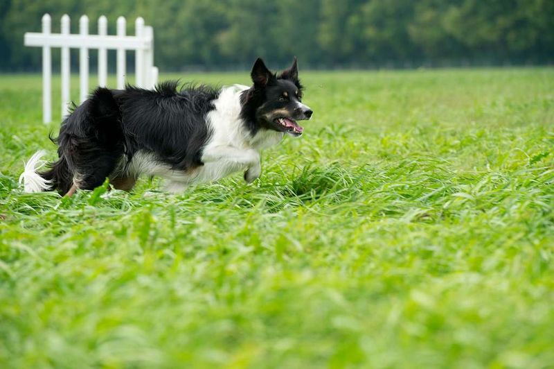 Border Collie