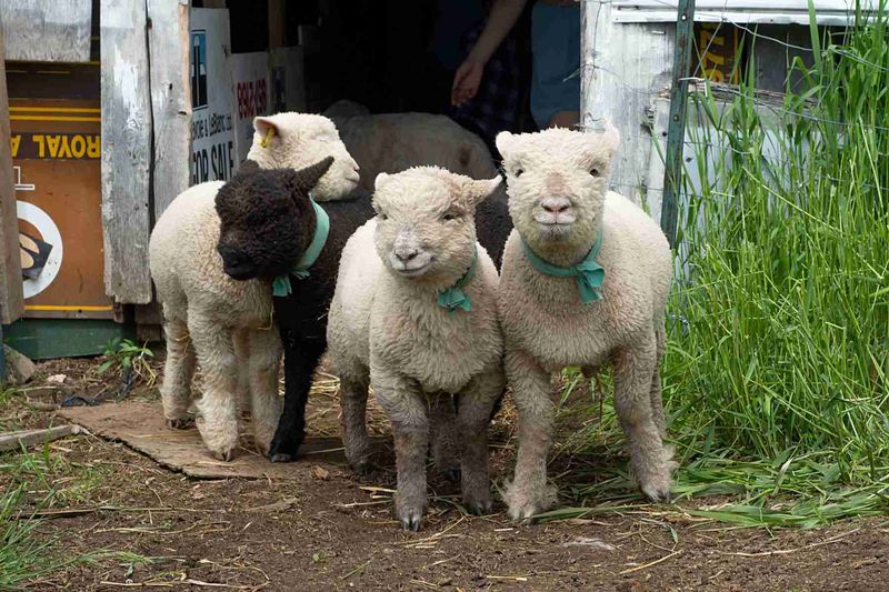 Babydoll Southdown