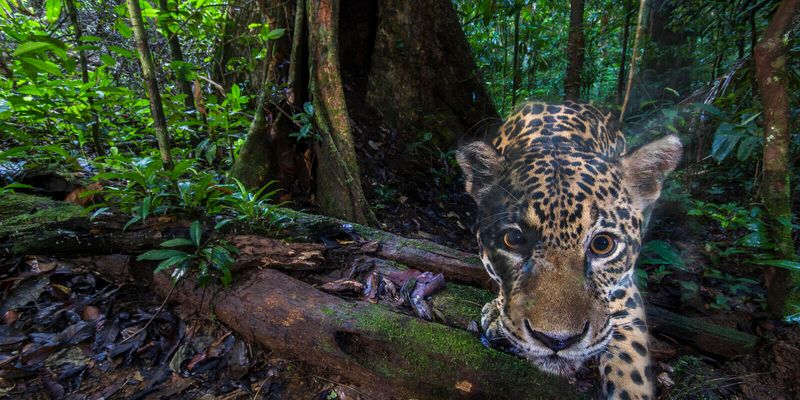 Jaguar