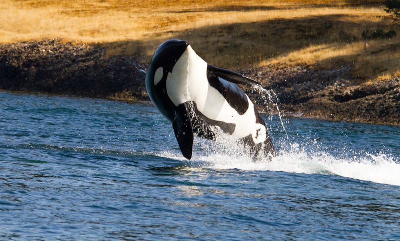 Killer Whale (Orca)