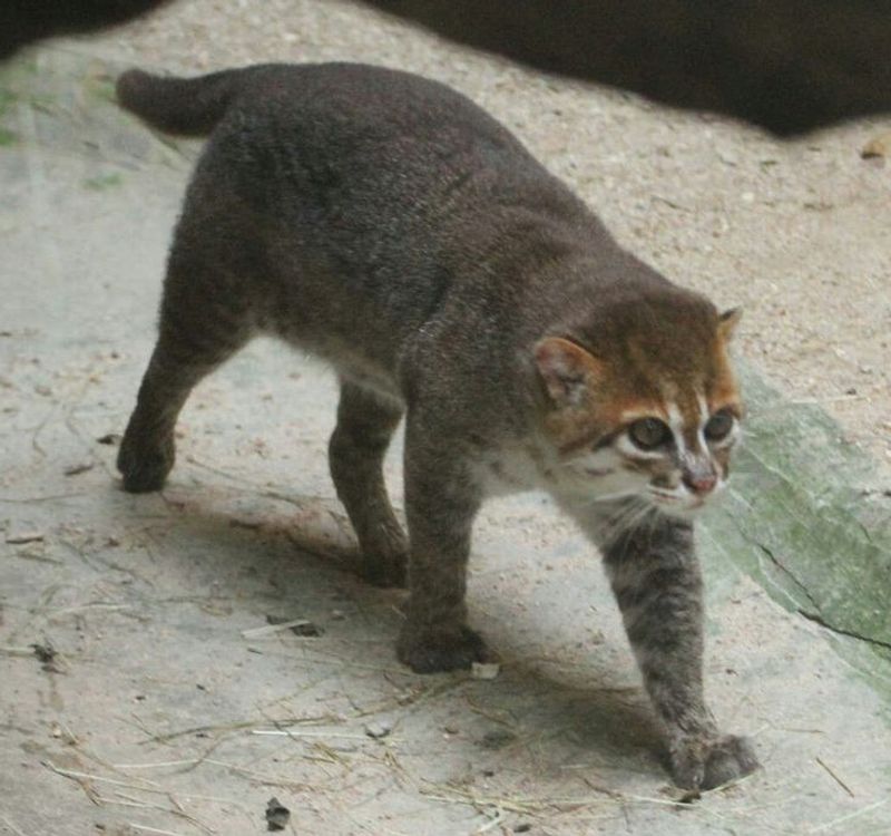 Flat-headed Cat