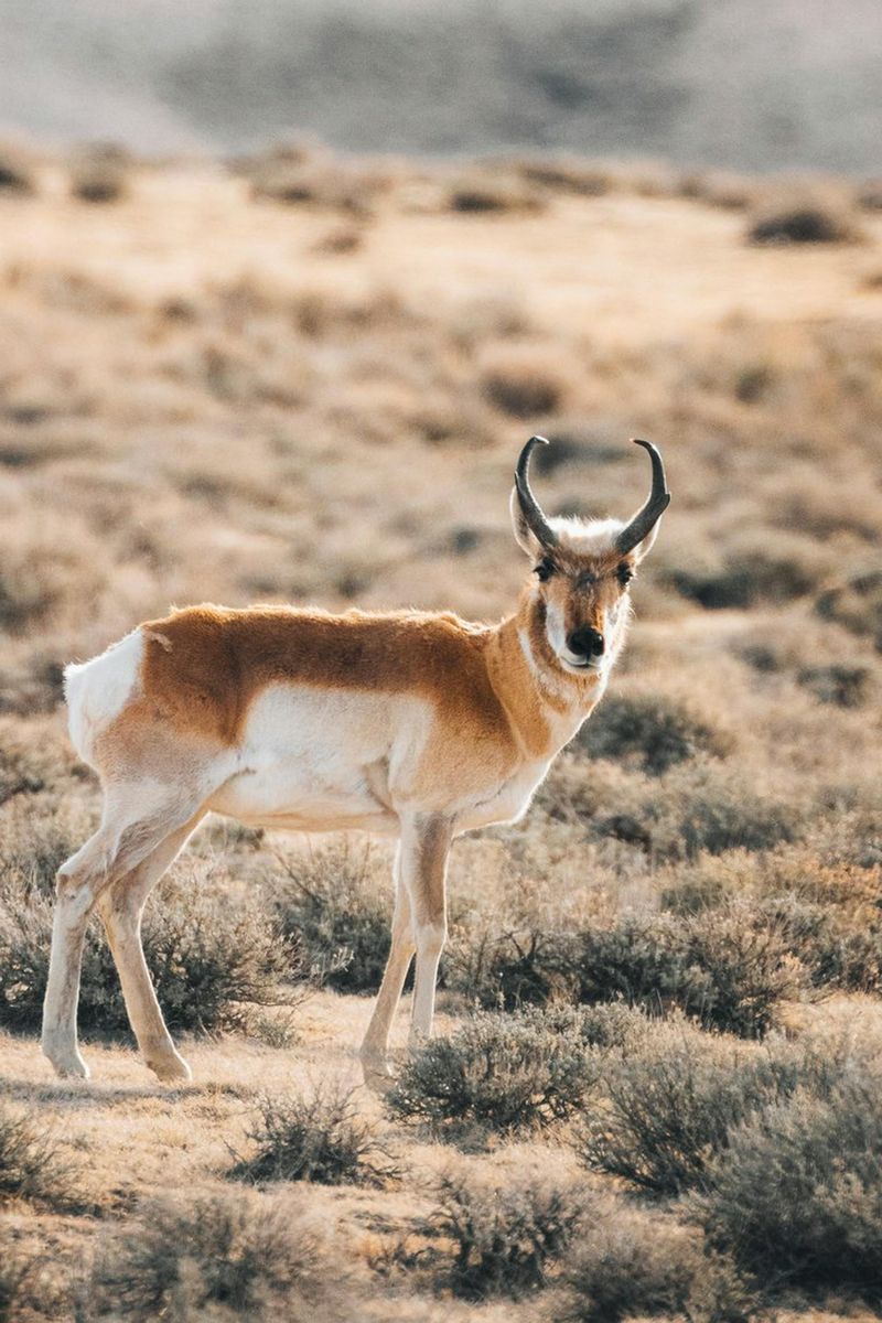Sonoran Pronghorn