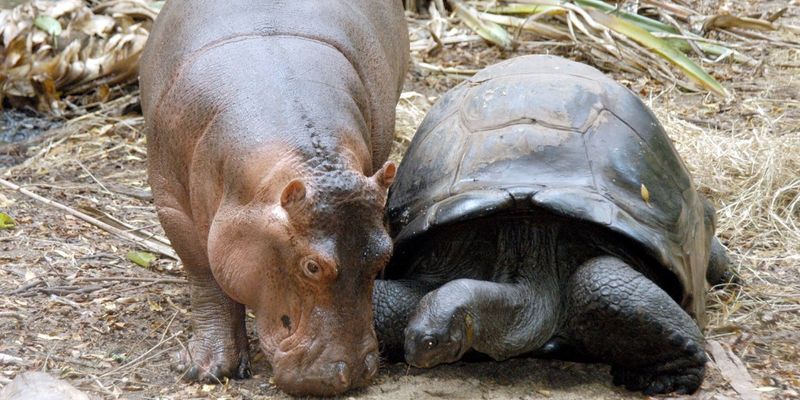 Owen the Hippo & Mzee the Tortoise