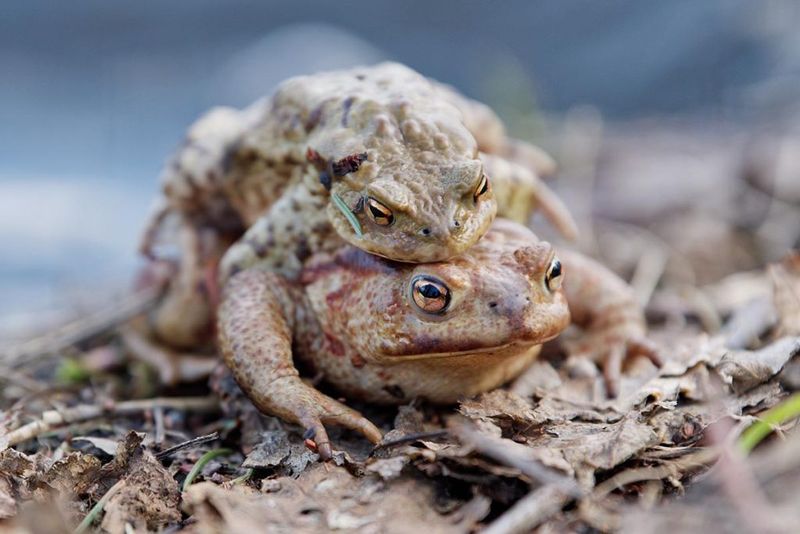Cane Toads