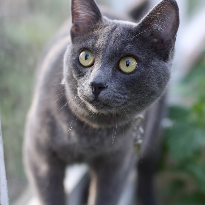 Korat