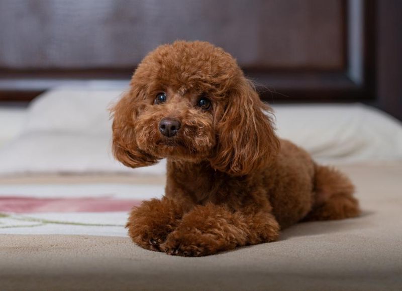 Toy Poodle