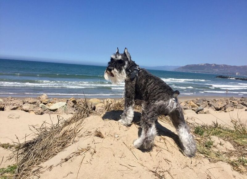 Miniature Schnauzer