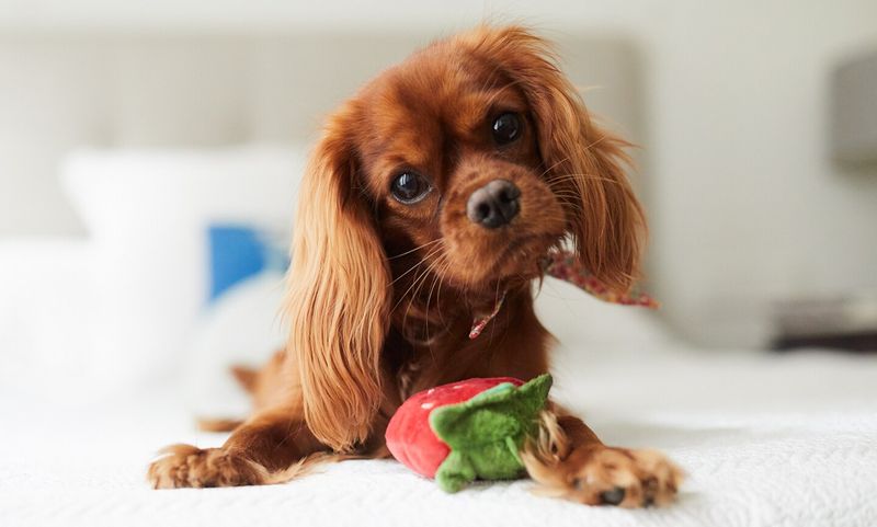 Cavalier King Charles Spaniel