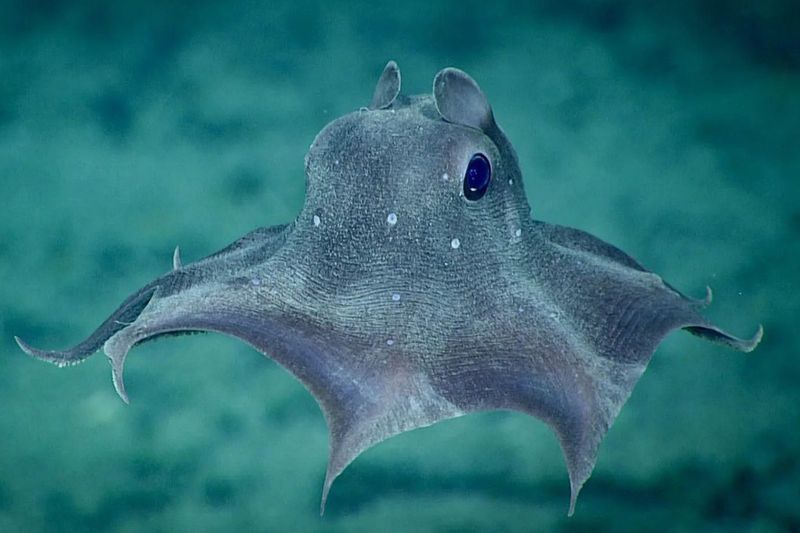 Dumbo Octopus