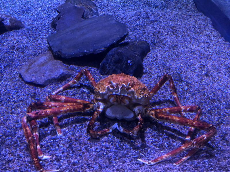 Japanese Spider Crab