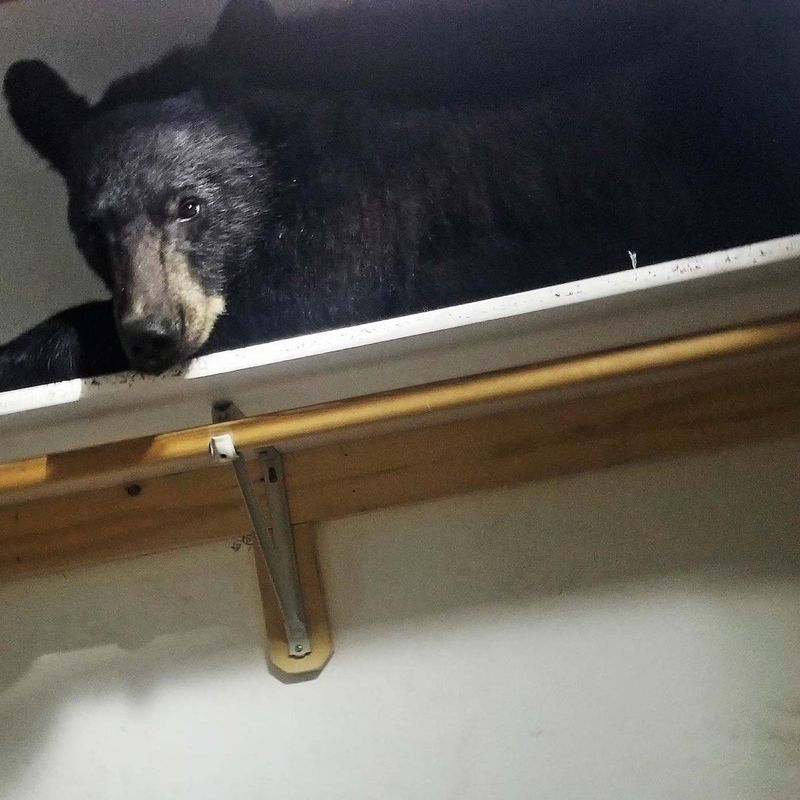Montana Closet Nap