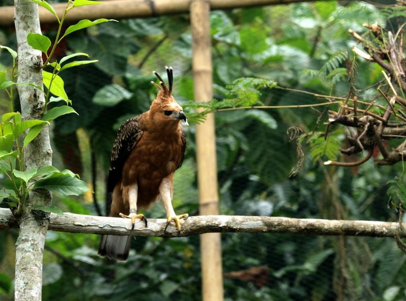Javan Hawk-Eagle