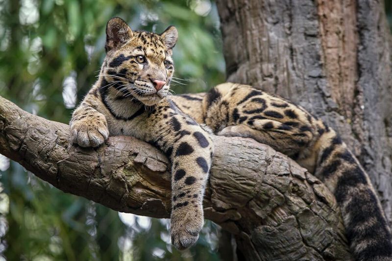 Sunda Clouded Leopard