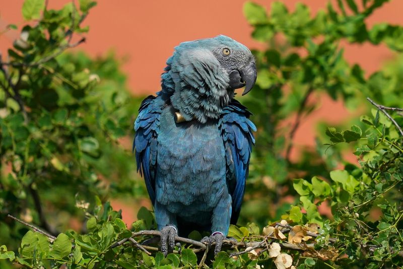 Spix's Macaw