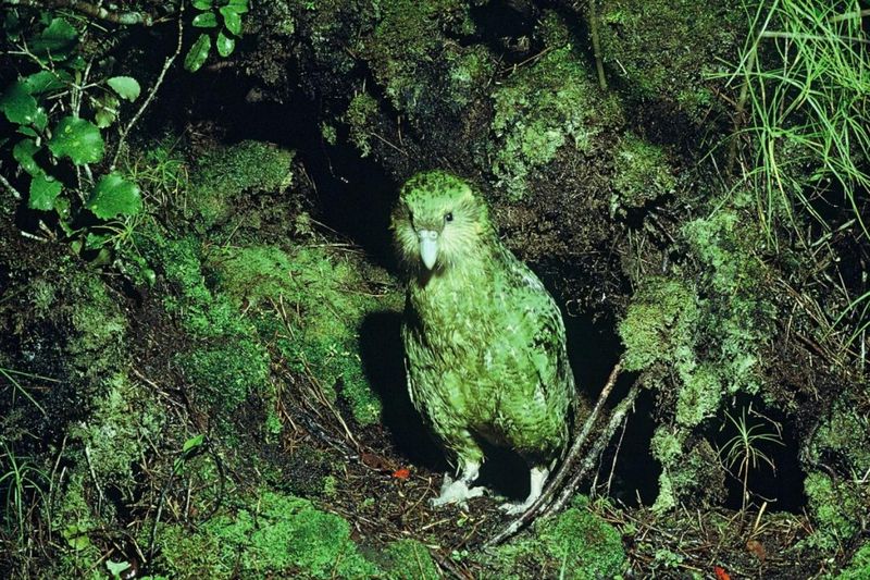 Kakapo