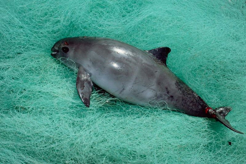 Vaquita