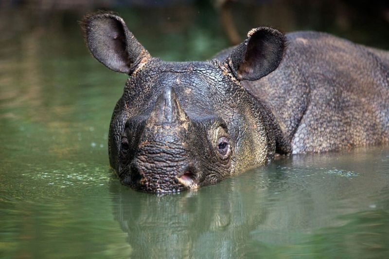 Javan Rhino