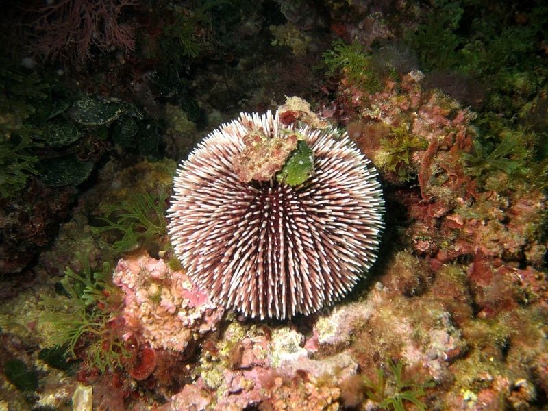 Sea Urchin