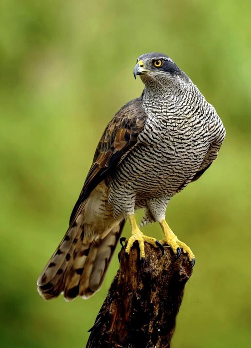 Northern Goshawk