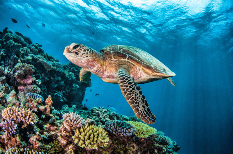 Turtles