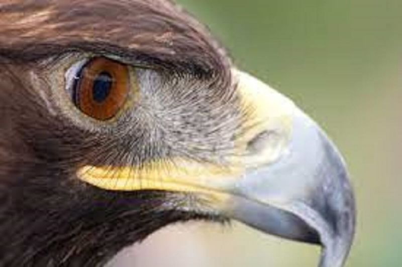 Golden Eagle