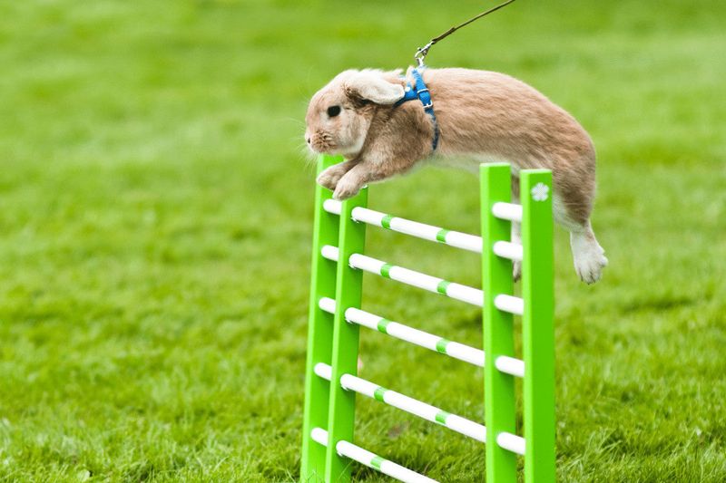 Jumping Through Hoops