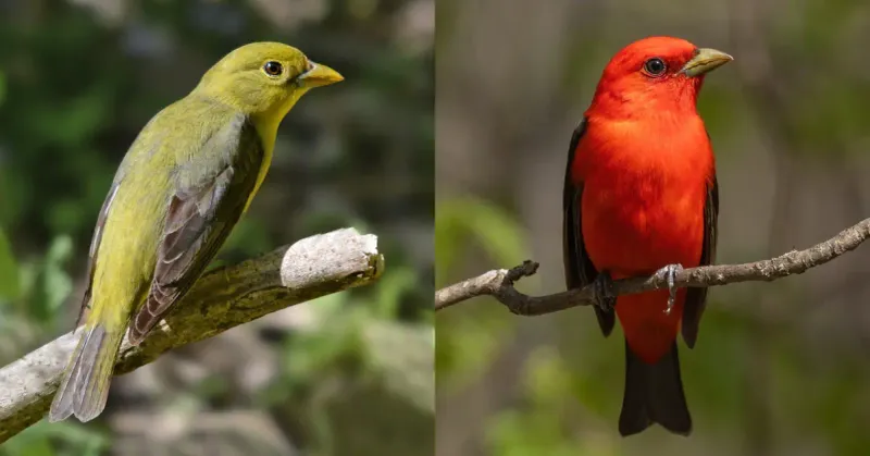Scarlet Tanager