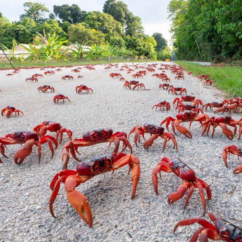 Ecosystem Impact