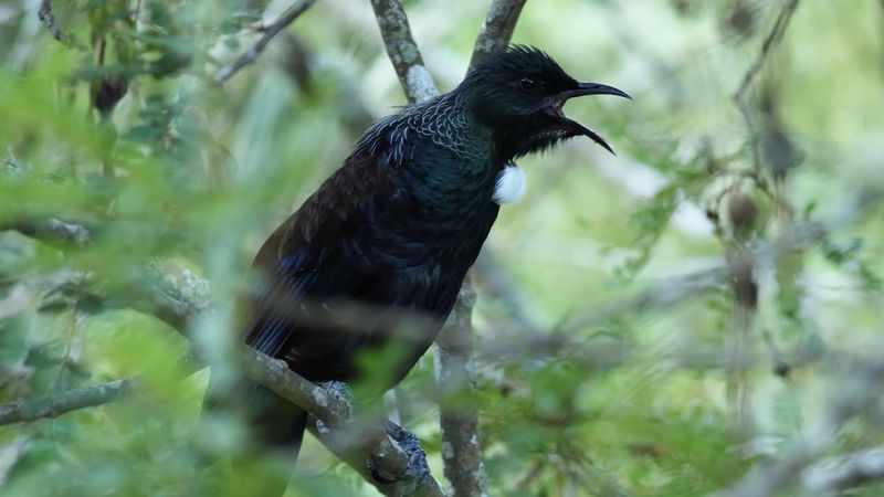 Tūī (NZ songbird)