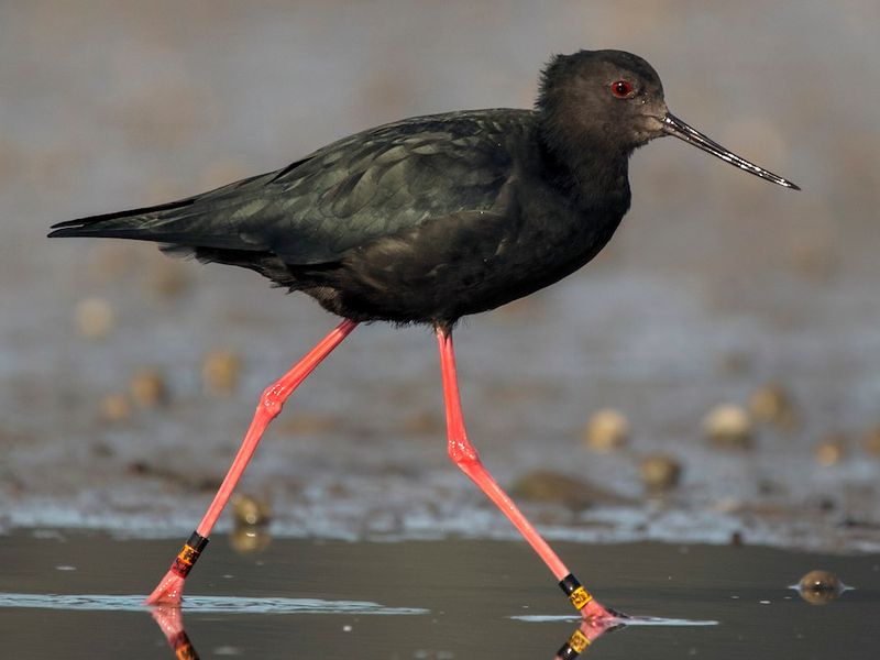 Black stilt