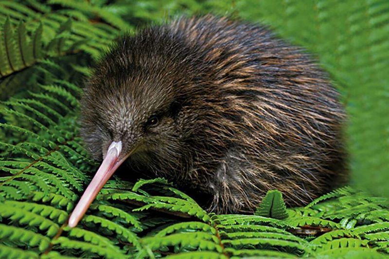 Kiwi