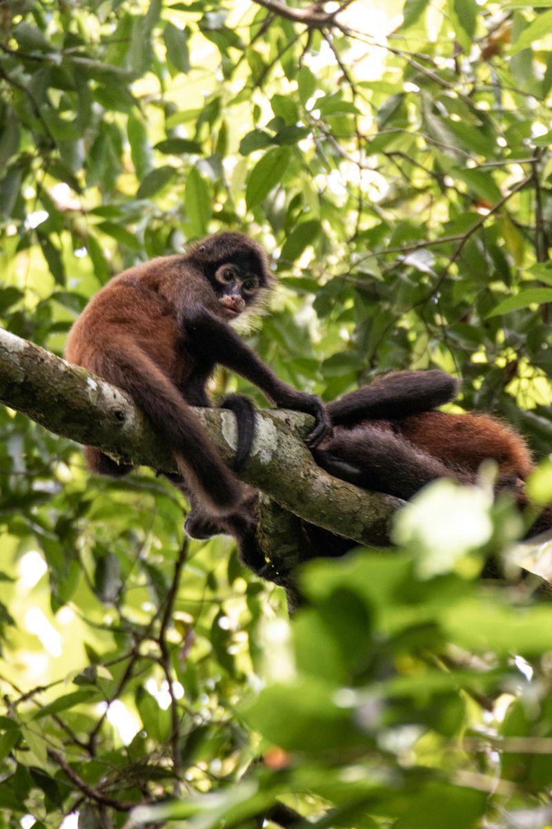 Brown Spider Monkey