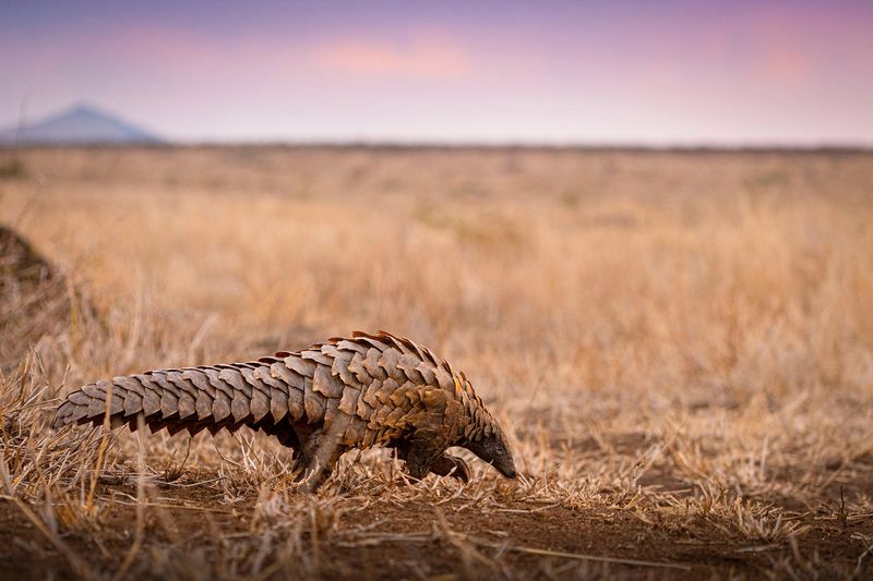 Pangolin