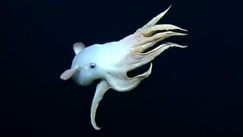 Deep-Sea Dumbo Octopus